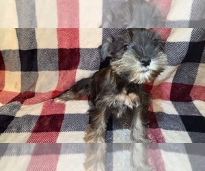 Schnauzer (Miniature) Puppy for sale in BLOOMFIELD, IN, USA
