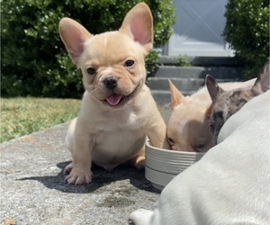 French Bulldog Puppy for sale in BERRYVILLE, VA, USA
