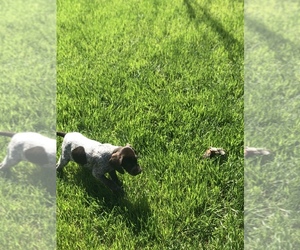 German Shorthaired Pointer Puppy for sale in CANTON, GA, USA