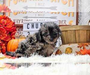 Aussiedoodle Miniature  Puppy for sale in COLLEGE STA, TX, USA