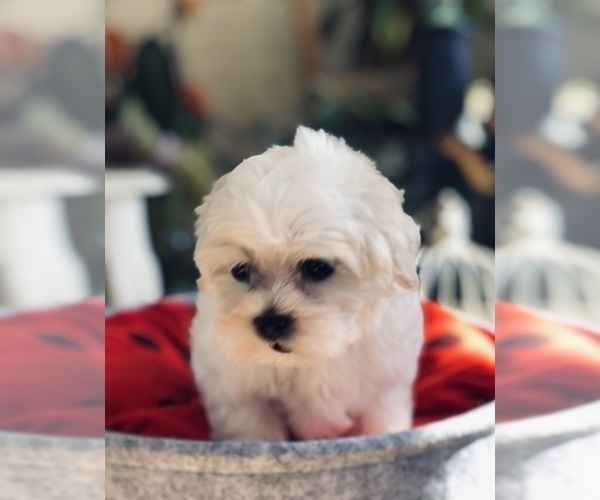 Medium Photo #5 Maltese Puppy For Sale in LOS ANGELES, CA, USA