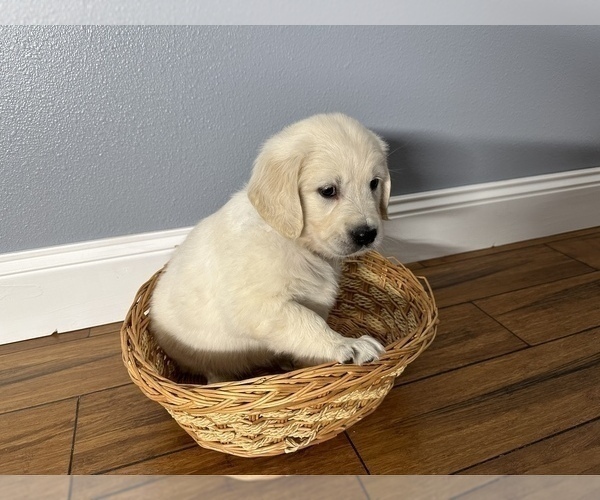 Medium Photo #6 Golden Retriever Puppy For Sale in BENNINGTON, NE, USA