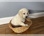 Small Photo #6 Golden Retriever Puppy For Sale in BENNINGTON, NE, USA