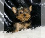 Small #2 Yorkshire Terrier