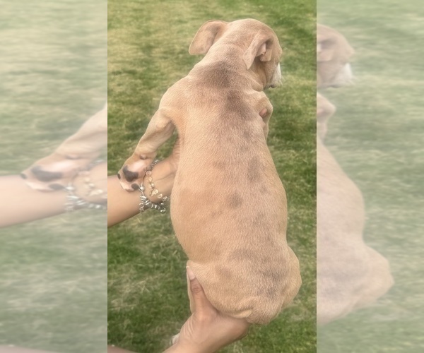 Medium Photo #22 American Bully Puppy For Sale in LAKE STATION, IN, USA