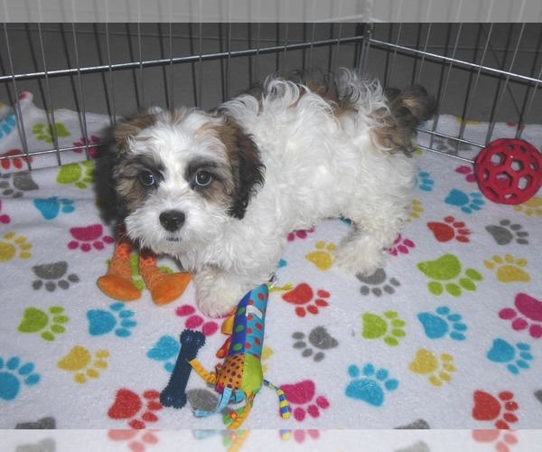 Medium Photo #5 Shih-Poo Puppy For Sale in ORO VALLEY, AZ, USA