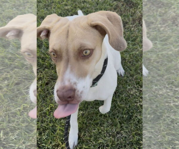 Medium Photo #3 Mutt Puppy For Sale in Sanford, FL, USA