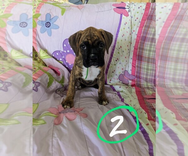 Medium Photo #8 Boxer Puppy For Sale in ZEELAND, MI, USA