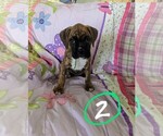 Small Photo #8 Boxer Puppy For Sale in ZEELAND, MI, USA