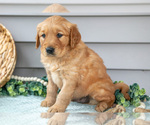 Small #3 Golden Retriever