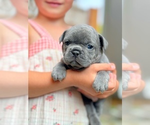 French Bulldog Puppy for sale in SANDY, OR, USA