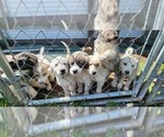 Small Photo #11 Anatolian Pyrenees Puppy For Sale in LEWIS, IA, USA