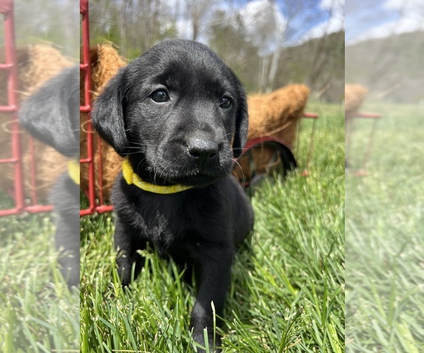 Medium Photo #7 Labrador Retriever Puppy For Sale in NEOLA, WV, USA