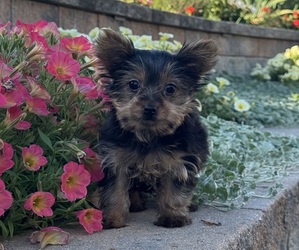 Yorkshire Terrier Puppy for sale in CANOGA, NY, USA