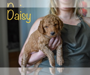 Goldendoodle (Miniature) Puppy for sale in HILLSBORO, OR, USA