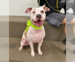 Small American Pit Bull Terrier-Huskies  Mix