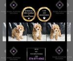 Puppy Bean AKC Poodle (Miniature)