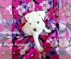 Boxer Dogs for adoption in Dumont, NJ, USA