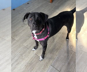 Eddie - Male Mutt Dog for Adoption - Photo #9