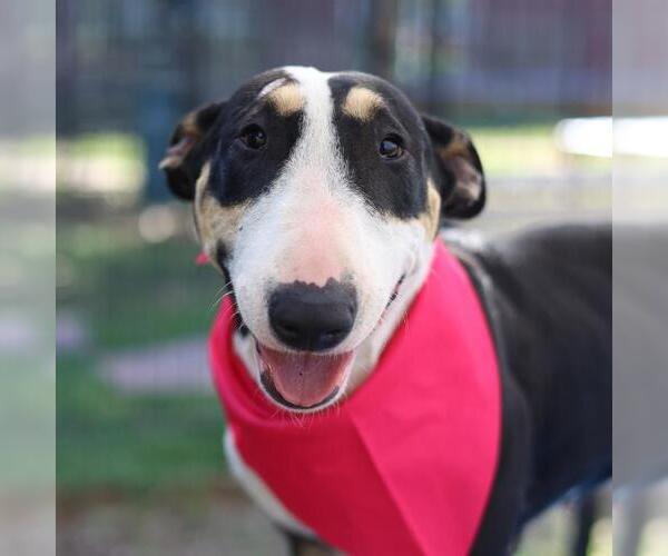 Medium Photo #1 Bull Terrier-Unknown Mix Puppy For Sale in San Antonio, TX, USA