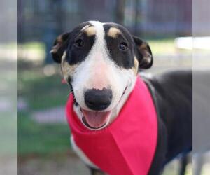 Bull Terrier-Unknown Mix Dogs for adoption in San Antonio, TX, USA