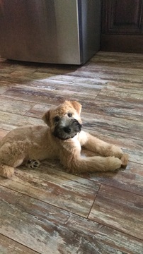 Medium Photo #17 Soft Coated Wheaten Terrier Puppy For Sale in THOMASVILLE, NC, USA