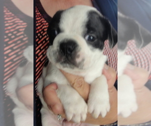 Boston Terrier Puppy for sale in CRKD RVR RNCH, OR, USA