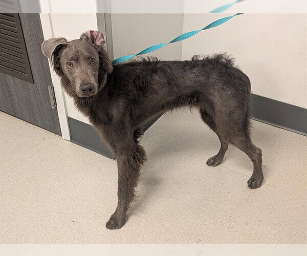 Medium Photo #1 Unknown-Weimaraner Mix Puppy For Sale in Corona, CA, USA