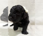 Small #6 Goldendoodle