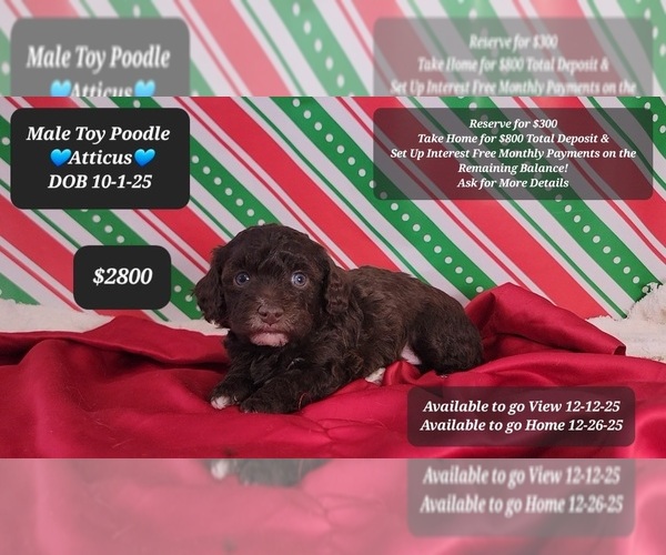 Medium Photo #1 Poodle (Toy) Puppy For Sale in TUCSON, AZ, USA