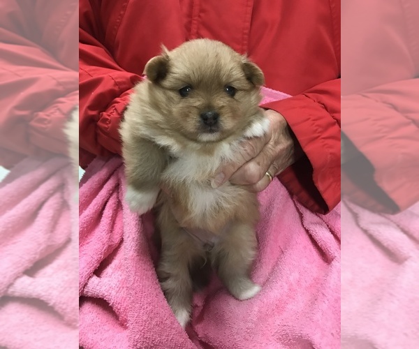 Medium Photo #4 Pomeranian Puppy For Sale in DIXON, MO, USA