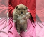 Small Photo #4 Pomeranian Puppy For Sale in DIXON, MO, USA