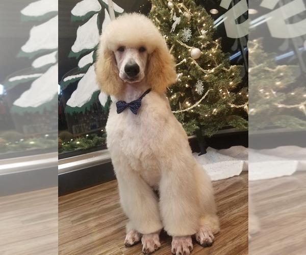 Medium Photo #1 Poodle (Standard) Puppy For Sale in LITTLE FLOCK, AR, USA
