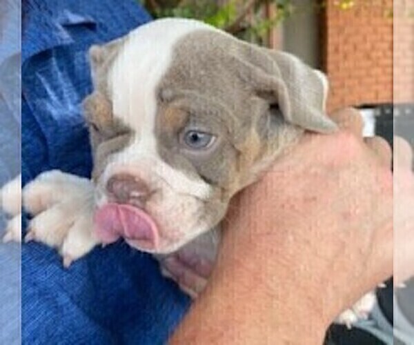 Medium Photo #1 English Bulldog Puppy For Sale in TULARE, CA, USA