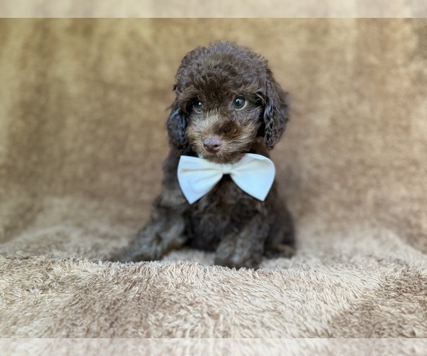 Medium Photo #8 Cavapoo (Miniature) Puppy For Sale in LAKELAND, FL, USA