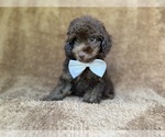 Small #7 Cavapoo (Miniature)