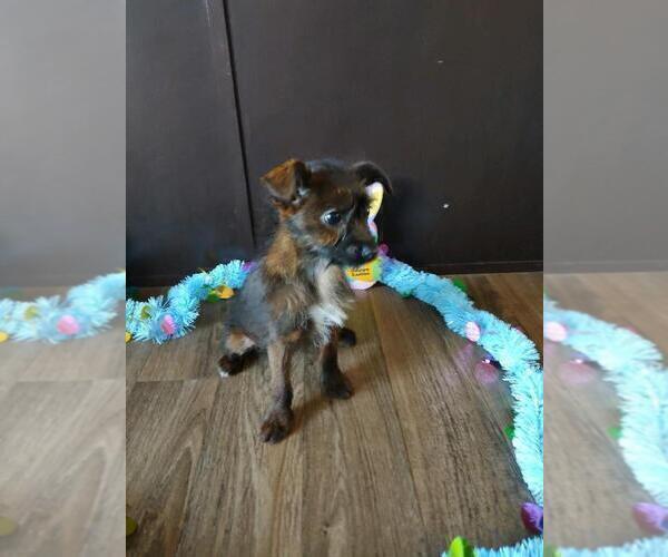Medium Photo #9 Yorkshire Terrier Puppy For Sale in LAPEER, MI, USA