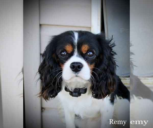 Medium Photo #1 Cavalier King Charles Spaniel Puppy For Sale in WATERLOO, NY, USA