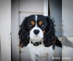 Small Photo #1 Cavalier King Charles Spaniel Puppy For Sale in WATERLOO, NY, USA