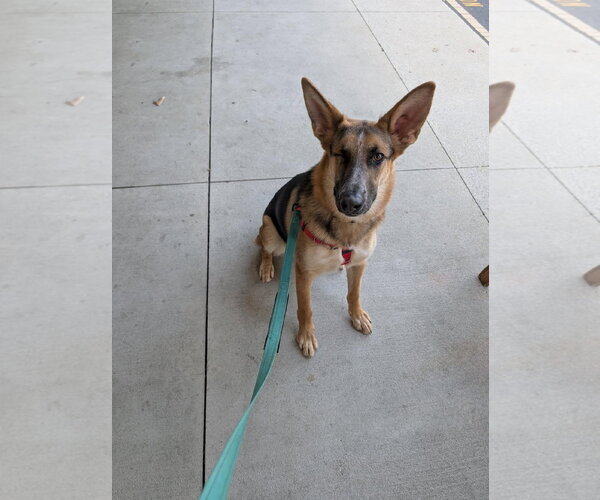 Medium Photo #3 German Shepherd Dog Puppy For Sale in La Grange , NC, USA