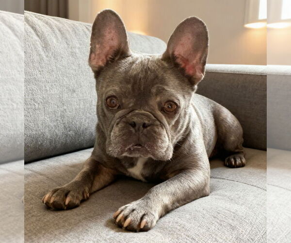 Medium Photo #1 French Bulldog Puppy For Sale in Fort Wayne, IN, USA