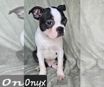 Puppy Onyx Boston Terrier