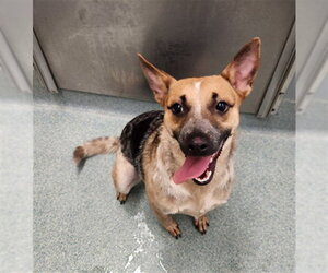 Mutt Dogs for adoption in Plano, TX, USA
