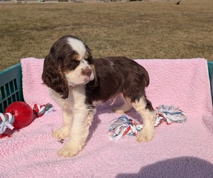 Medium Cocker Spaniel