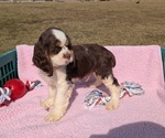 Puppy 4 Cocker Spaniel