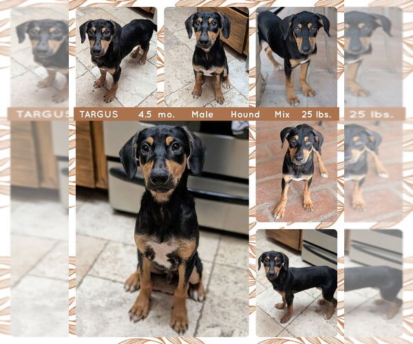 Medium Photo #5 Mutt Puppy For Sale in Mesa, AZ, USA