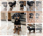 Small #4 Mutt