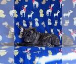 Small Photo #15 French Bulldog Puppy For Sale in N CHESTERFLD, VA, USA