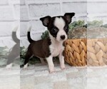 Small #3 Chihuahua