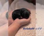 Small Photo #103 Miniature Bernedoodle Puppy For Sale in AUBURNDALE, FL, USA
